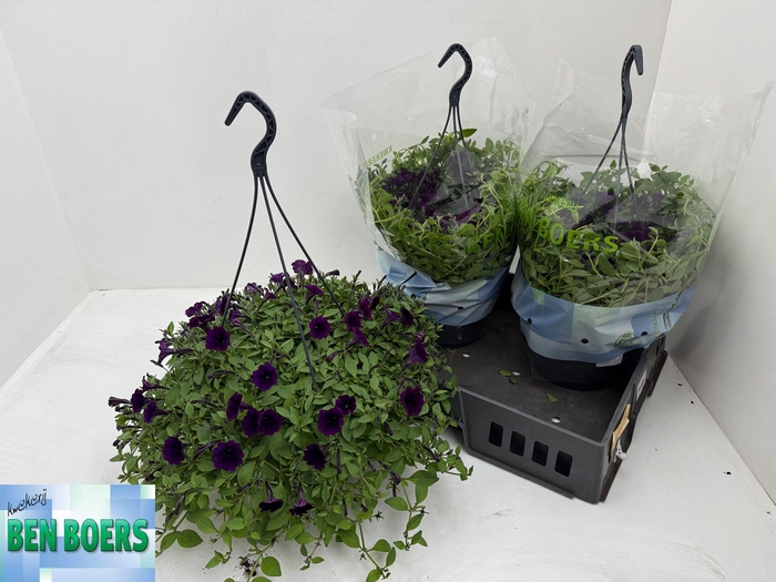 <h4>PET LITT PURPLE BLUE</h4>