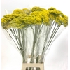 ACHIL F PARK VARIETY