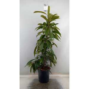 Ficus binn. 'Amstel King'