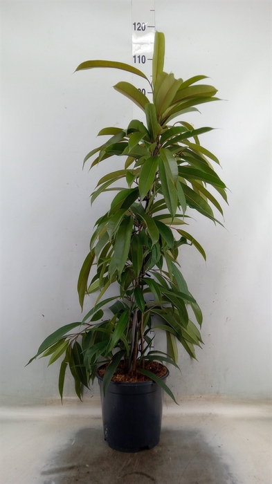 <h4>Ficus binn. 'Amstel King'</h4>