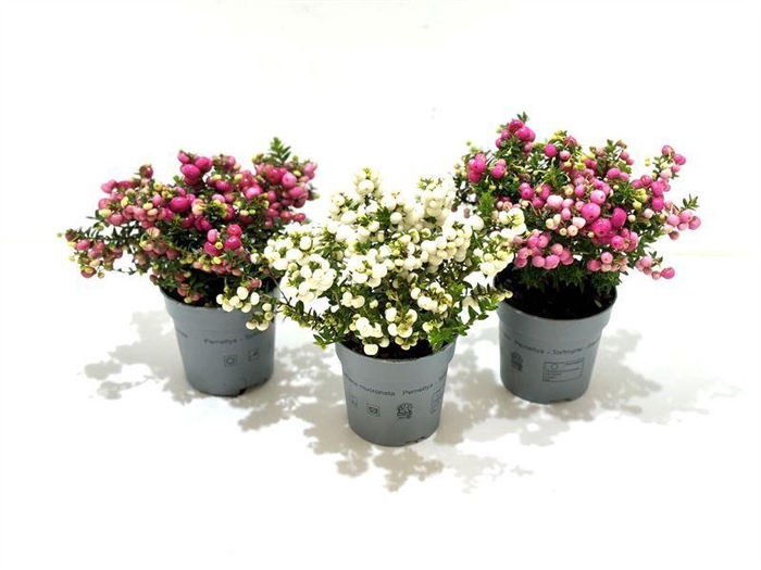 <h4>Gaultheria mucronata Gemengd laag</h4>