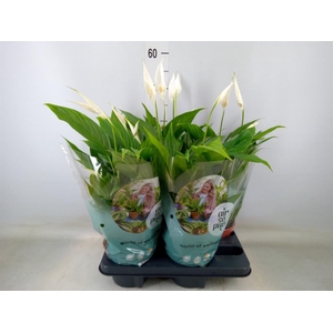 Spathiphyllum  'Pearl Cupido'