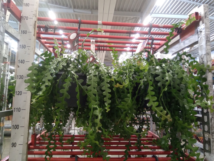 <h4>Epiphyllum anguliger</h4>
