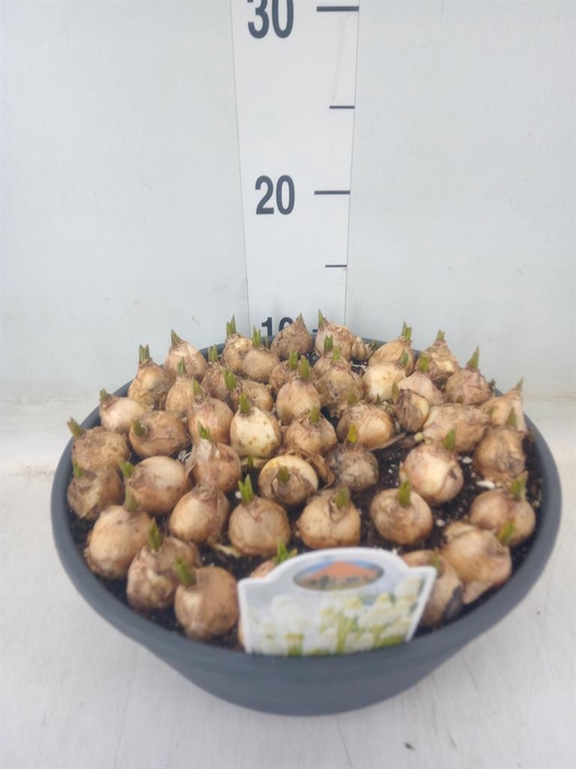 <h4>Muscari   ...</h4>