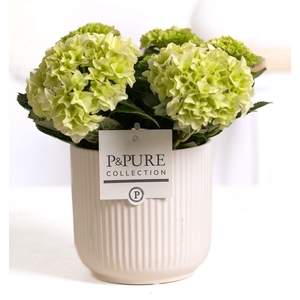 Hydrangea white in P&PURE Sophie ceramics white