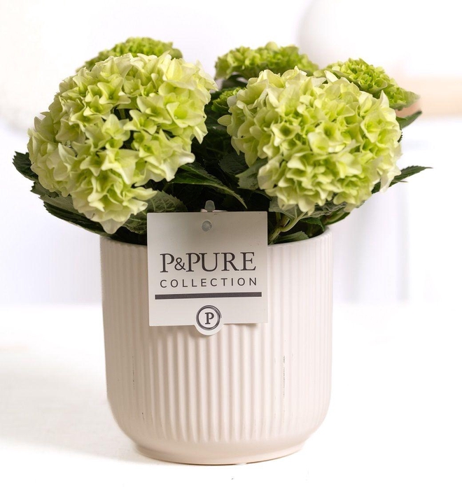 <h4>Hydrangea white in P&PURE Sophie ceramics white</h4>