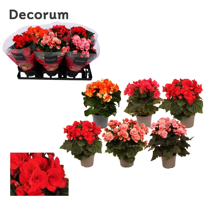 <h4>Begonia 13 Mix Zonder Geel/Zonder Wit Floratino</h4>