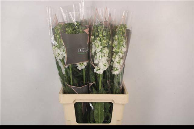 <h4>MATTH PHANT WHITE</h4>