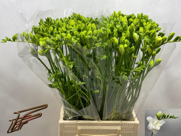 <h4>FR DU VOLANTE</h4>