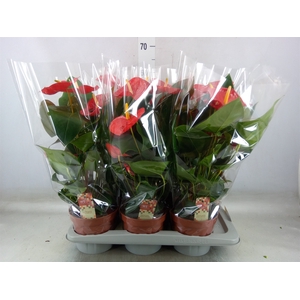 Anthurium andr. 'Idaho'