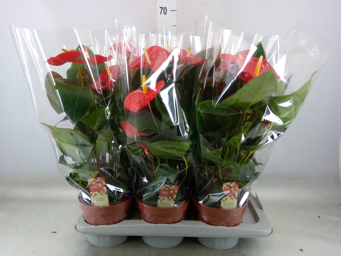 <h4>Anthurium andr. 'Idaho'</h4>