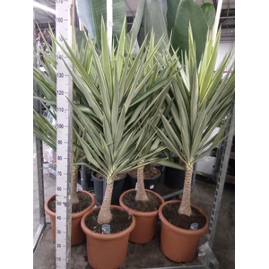 Yucca elephantipes 'Jewel'