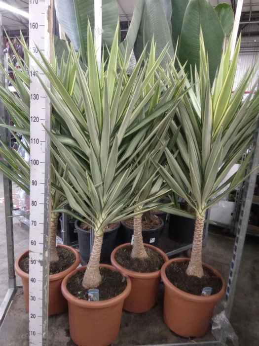 <h4>Yucca elephantipes 'Jewel'</h4>