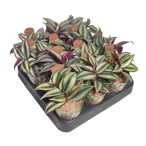 TRADESCANTIA ZEBRINA - POT Ø 6,5 - COLLECTION WITH POTCOVER (SUCCULENTEN)