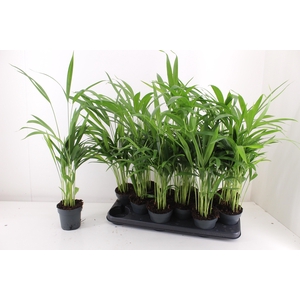 DYPSIS LUTESCENS