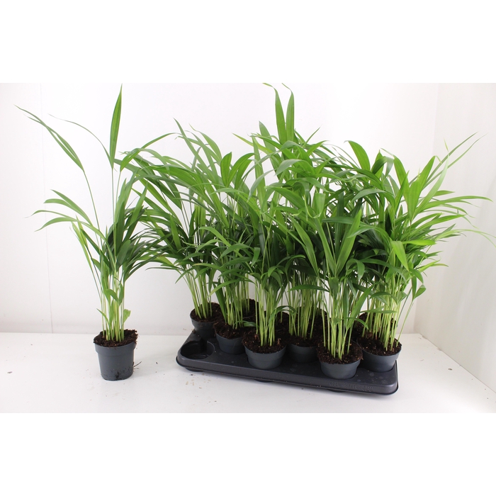 <h4>DYPSIS LUTESCENS</h4>