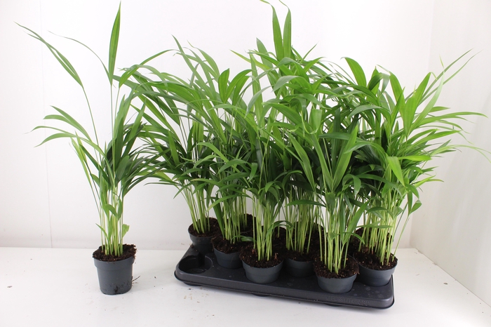 DYPSIS LUTESCENS