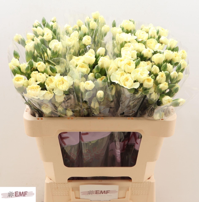 <h4>DI TR XANTHE DI TR XANTHE</h4>