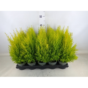 Cupressus macro. 'Goldcrest Wilma'