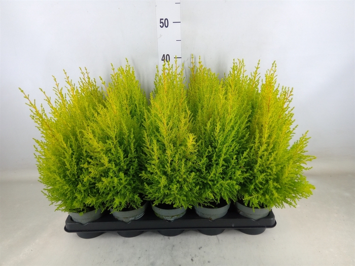 <h4>Cupressus macro. 'Goldcrest Wilma'</h4>
