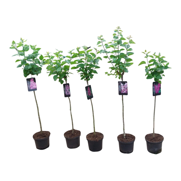 <h4>Syringa v. 'Mme. Lemoine' 80ST</h4>