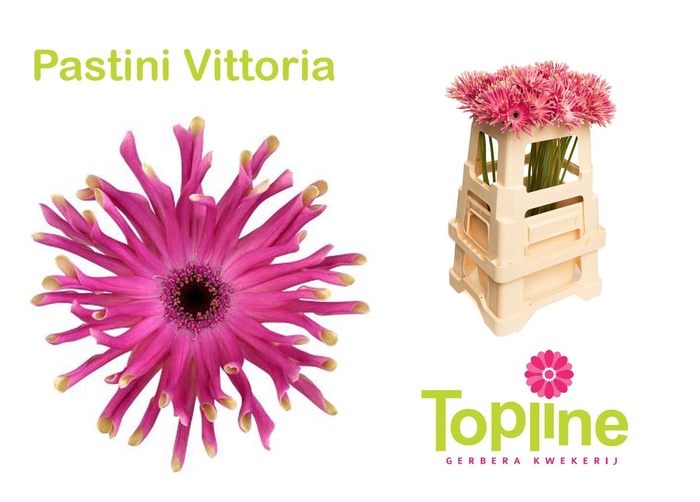 <h4>Gerbera Pastini Vittoria</h4>