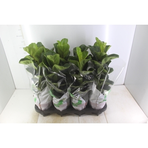 FICUS LYRATA BAMBINO P15 COMPACTO
