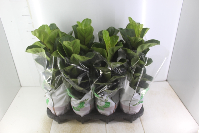 <h4>FICUS LYRATA BAMBINO P15 COMPACTO</h4>