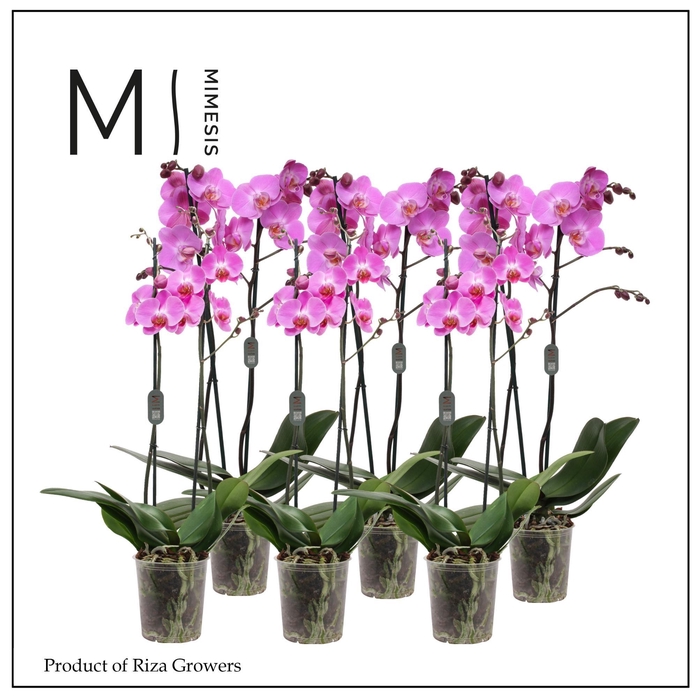<h4>Phalaenopsis Dark Pink 2 spike – 12cm | Mimesis</h4>