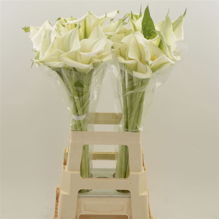 <h4>Calla White Art | Dubbelbloemig</h4>
