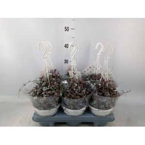 Ceropegia woodii 'Silver Glory'