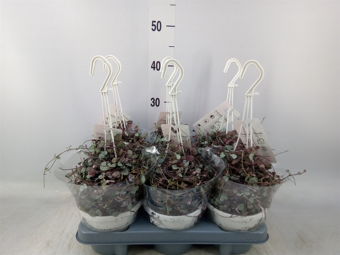 <h4>Ceropegia woodii 'Silver Glory'</h4>