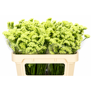 Limonium Sinuatum Yellow