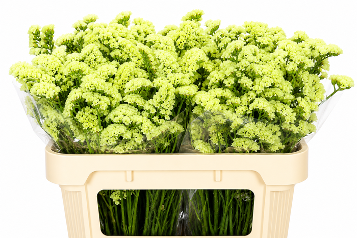<h4>Limonium Sinuatum Yellow</h4>