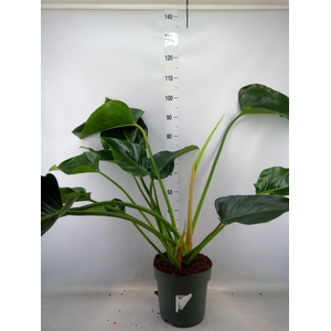 Philodendron  'Green Beauty'