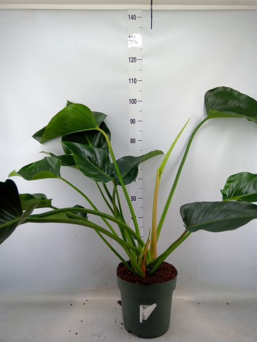 <h4>Philodendron  'Green Beauty'</h4>