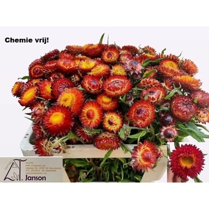 HELICHRYSUM OV