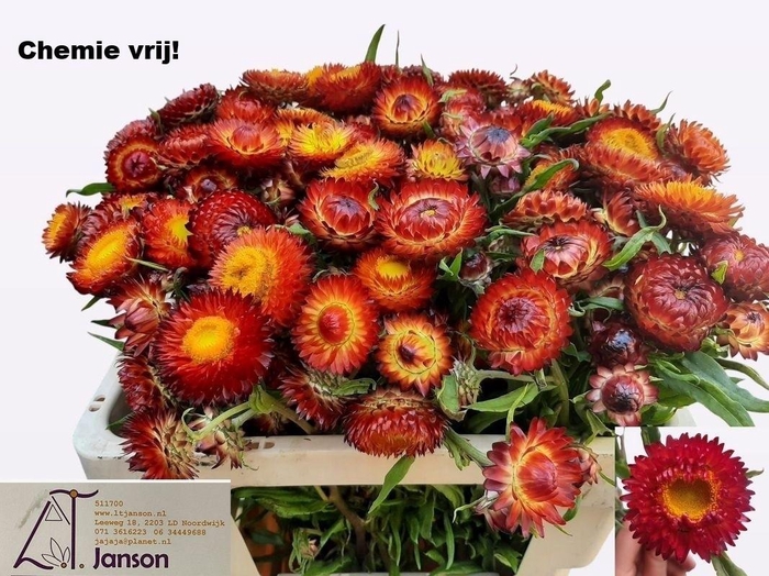 <h4>HELICHRYSUM OV</h4>