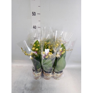 Phalaenopsis multi. 'FC Safe Haven'