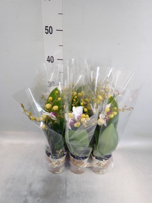 <h4>Phalaenopsis multi. 'FC Safe Haven'</h4>