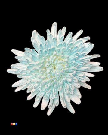 <h4>Chr G Ana Snow Light Blue</h4>