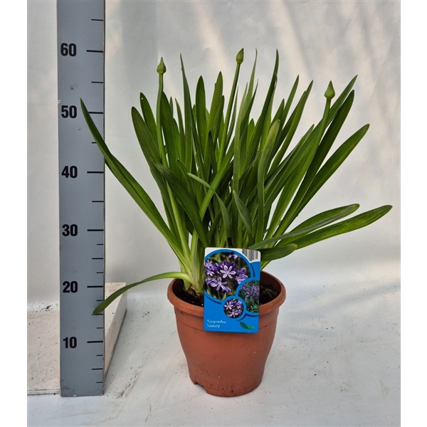 Agapanthus Sunfield