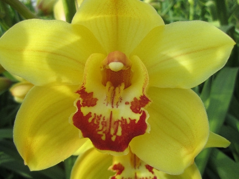 <h4>Cymbidium Rijsenhout  Doos</h4>