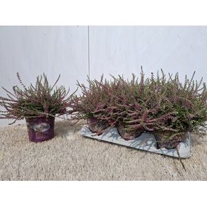 CALLU ECKART MIESSNE