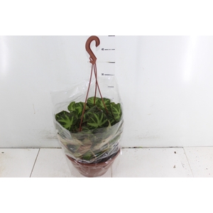 BEGONIA CRUZ FERRO C21