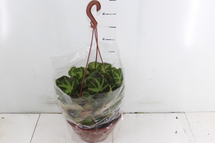 BEGONIA CRUZ FERRO C21