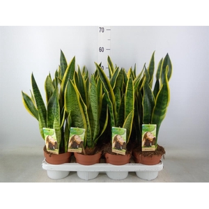 Sansevieria trifa. 'Laurentii'