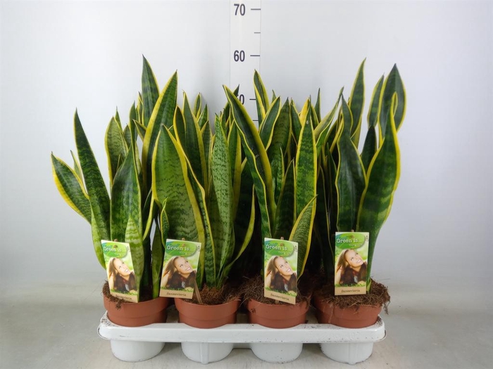 <h4>Sansevieria trifa. 'Laurentii'</h4>