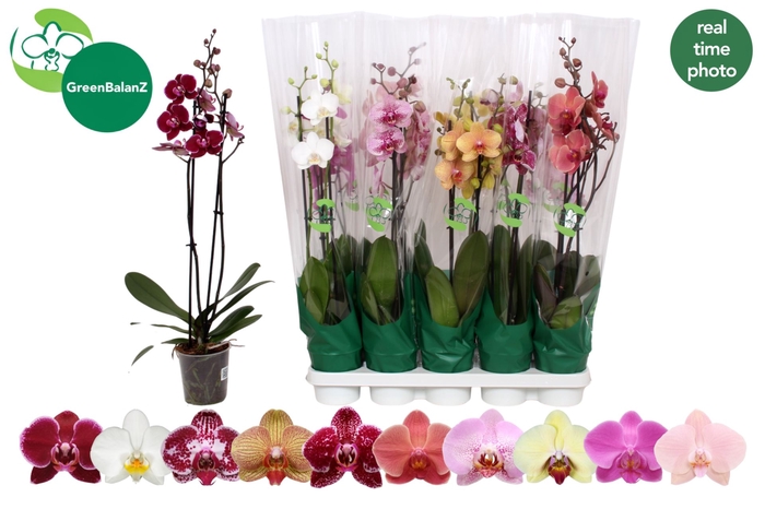 <h4>Phalaenopsis gemengd 10 kleuren</h4>