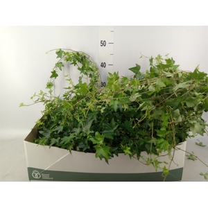 Hedera helix 'Jacobine'